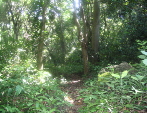 Bosques Colombia Ecoturismo
